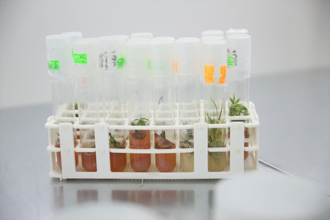 Sakarya'da üretimi zor binlerce bitki türü sağlıklı koşullarda filizleniyor